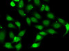 Immunofluorescence analysis of MCF7 cells using TEAD1 Polyclonal Antibody