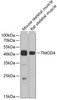 Western blot analysis of extracts of various cell lines using TMOD4 Polyclonal Antibody at dilution of 1:1000.