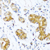 Immunohistochemistry of paraffin-embedded Human stomach using WFDC2 Polyclonal Antibody at dilution of  1:100 (40x lens).