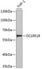 Western blot analysis of extracts of THP-1 cells using DCLRE1B Polyclonal Antibody at dilution of 1:1000.