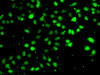 Immunofluorescence analysis of HeLa cells using NUDT2 Polyclonal Antibody