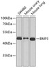 Western blot analysis of extracts of various cell lines using BMP3 Polyclonal Antibody at dilution of 1:1000.