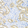 Immunohistochemistry of paraffin-embedded Rat kidney using BMP3 Polyclonal Antibody at dilution of  1:100 (40x lens).