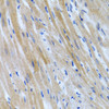 Immunohistochemistry of paraffin-embedded Rat heart using BMP3 Polyclonal Antibody at dilution of  1:100 (40x lens).