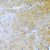 Immunohistochemistry of paraffin-embedded Mouse heart using BMP3 Polyclonal Antibody at dilution of  1:100 (40x lens).
