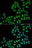 Immunofluorescence analysis of A549 cells using ELF1 Polyclonal Antibody