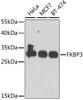 Western blot analysis of extracts of various cell lines using FKBP3 Polyclonal Antibody at dilution of 1:1000.