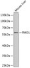 Western blot analysis of extracts of Mouse liver using FMO1 Polyclonal Antibody at dilution of 1:1000.