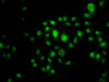 Immunofluorescence analysis of U2OS cells using HOXB7 Polyclonal Antibody