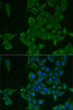 Immunofluorescence analysis of MCF7 cells using LGALS3BP Polyclonal Antibody
