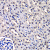 Immunohistochemistry of paraffin-embedded Mouse kidney using HNRNPM Polyclonal Antibody at dilution of  1:100 (40x lens).