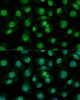 Immunofluorescence analysis of L929 cells using HNRNPM Polyclonal Antibody at dilution of  1:100. Blue: DAPI for nuclear staining.