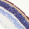 Immunohistochemistry of paraffin-embedded Mouse retina using PDE6B Polyclonal Antibody at dilution of  1:200 (40x lens).