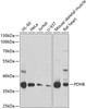 Western blot analysis of extracts of various cell lines using PDHB Polyclonal Antibody at dilution of 1:1000.