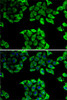 Immunofluorescence analysis of A-549 cells using PPID Polyclonal Antibody