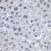 Immunohistochemistry of paraffin-embedded Mouse liver using RBBP5 Polyclonal Antibody at dilution of  1:100 (40x lens).