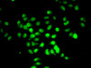 Immunofluorescence analysis of U2OS cells using RFX5 Polyclonal Antibody