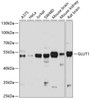 Western blot analysis of extracts of various cell lines using GLUT1 Polyclonal Antibody at dilution of 1:1000.