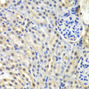 Immunohistochemistry of paraffin-embedded Mouse kidney using SNRPD2 Polyclonal Antibody at dilution of  1:100 (40x lens).