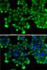 Immunofluorescence analysis of A-549 cells using SNRPD2 Polyclonal Antibody