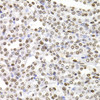 Immunohistochemistry of paraffin-embedded Rat kidney using SOX5 Polyclonal Antibody at dilution of  1:100 (40x lens).