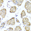 Immunohistochemistry of paraffin-embedded Human stomach using STK3 Polyclonal Antibody at dilution of  1:100 (40x lens).