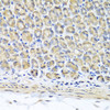 Immunohistochemistry of paraffin-embedded Mouse stomach using STK3 Polyclonal Antibody at dilution of  1:100 (40x lens).