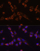 Immunofluorescence analysis of NIH-3T3 cells using STK3 Polyclonal Antibody at dilution of  1:100 (40x lens). Blue: DAPI for nuclear staining.