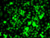 Immunofluorescence analysis of MCF7 cells using TCEB3 Polyclonal Antibody