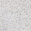 Immunohistochemistry of paraffin-embedded Rat liver using ZNF148 Polyclonal Antibody at dilution of  1:100 (40x lens).