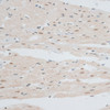Immunohistochemistry of paraffin-embedded Rat heart using ZNF148 Polyclonal Antibody at dilution of  1:100 (40x lens).