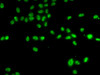 Immunofluorescence analysis of A-549 cells using ZNF148 Polyclonal Antibody