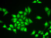 Immunofluorescence analysis of U2OS cells using ZNF217 Polyclonal Antibody