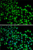 Immunofluorescence analysis of A-549 cells using FKBP6 Polyclonal Antibody