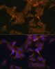 Immunofluorescence analysis of C6 cells using EIF2B2 Polyclonal Antibody at dilution of  1:100. Blue: DAPI for nuclear staining.
