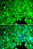 Immunofluorescence analysis of U2OS cells using CYTH2 Polyclonal Antibody