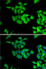 Immunofluorescence analysis of A-549 cells using NMT2 Polyclonal Antibody