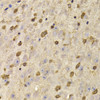 Immunohistochemistry of paraffin-embedded Mouse brain using QKI Polyclonal Antibody at dilution of  1:100 (40x lens).