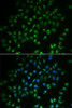 Immunofluorescence analysis of A549 cells using HAND2 Polyclonal Antibody