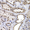 Immunohistochemistry of paraffin-embedded Human kidney using mH2A1 Polyclonal Antibody at dilution of  1:100 (40x lens).