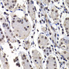 Immunohistochemistry of paraffin-embedded Human stomach using mH2A1 Polyclonal Antibody at dilution of  1:100 (40x lens).
