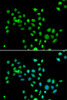 Immunofluorescence analysis of U2OS cells using mH2A1 Polyclonal Antibody