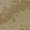 Immunohistochemistry of paraffin-embedded Rat brain using SCO2 Polyclonal Antibody at dilution of  1:100 (40x lens).