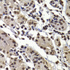 Immunohistochemistry of paraffin-embedded Human stomach using DNAJB6 Polyclonal Antibody at dilution of  1:100 (40x lens).