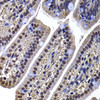 Immunohistochemistry of paraffin-embedded Mouse ileum using DNAJB6 Polyclonal Antibody at dilution of  1:100 (40x lens).