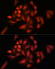 Immunofluorescence analysis of U-2 OS cells using STAM2 Polyclonal Antibody at dilution of  1:100. Blue: DAPI for nuclear staining.