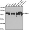 Western blot analysis of extracts of various cell lines using DNAJA2 Polyclonal Antibody at dilution of 1:3000.