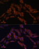 Immunofluorescence analysis of C6 cells using ENOX2 Polyclonal Antibody at dilution of  1:100. Blue: DAPI for nuclear staining.