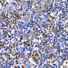 Immunohistochemistry of paraffin-embedded Rat spleen using STAMBP Polyclonal Antibody at dilution of  1:100 (40x lens).