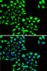 Immunofluorescence analysis of MCF7 cells using COPS6 Polyclonal Antibody